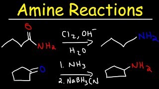 Amine Synthesis Reactions [upl. by Mimi860]