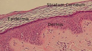 Meet the skin Overview  Integumentary system physiology  NCLEXRN  Khan Academy [upl. by Nellad]