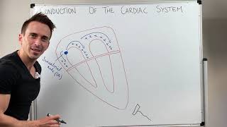 Heart Conduction amp ECG EKG Interpretation [upl. by Mozza42]