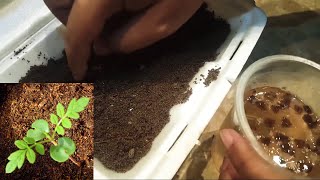 HOW TO GROW JACARANDA TREE FROM SEEDS  JACARANDA SEEDS GERMINATION  Sprouting Seeds [upl. by Oilenroc]