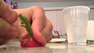 How to regrow radishes [upl. by Jobey]