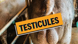 Les testicules malades  CRYPTORCHIDIE HYDROCELE TORSION CANCER  WhyDoc 7 [upl. by Biel]