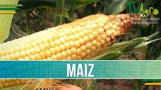 Produccion de Maiz  TvAgro por Juan Gonzalo Angel [upl. by Ambler347]