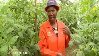 How to start Greenhouse Farming in Kenya – part 1 [upl. by Hpotsirhc]