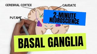 2Minute Neuroscience Basal Ganglia [upl. by Urissa687]