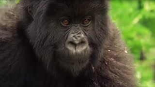 Meet This Family of Mountain Gorillas  Cousins  BBC Earth [upl. by Lunt]