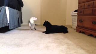 Cat Ferret play fighting [upl. by Bil]