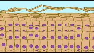 AP1 SKIN KERATINIZATION IN EPIDERMIS [upl. by Draillih841]