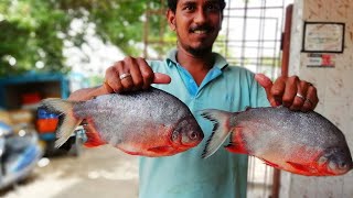 Rupchanda Fish Recipe  How To Clean amp Cook Big Red Pomfret Fish Curry  Cooking Red Pomfret Fish [upl. by Zuleika]