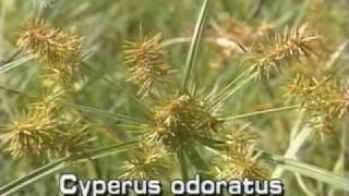 flat sedge Cyperus odoratus [upl. by Goodard]