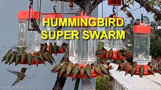 Biggest Hummingbird Swarm You Have Ever Seen [upl. by Soelch895]