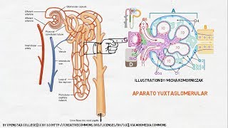 Fisiología Renal La Nefrona [upl. by Nomzzaj209]