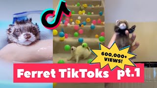 FERRETS Taking Over Tiktok  FUNNIEST Trending pt 2 [upl. by Yllehs]