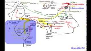 Cranial parasympathetic ganglia [upl. by Sibby444]