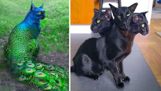 15 Abnormally Strange Cats That Actually Exist [upl. by Augustina]