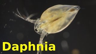 Daphnia [upl. by Silvers]