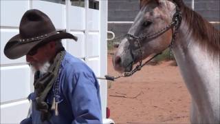 Fixing Horses Who Pull Back [upl. by Elag]