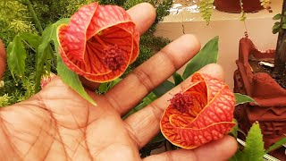 Chinese Lanterns Plant  Red Tiger Eye  Abutilon [upl. by Ubald900]