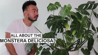 Monstera Deliciosa Care  Repotting  House Plants [upl. by Aisereht320]