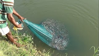 PRAWN CATCHING AT POND [upl. by Lynch264]