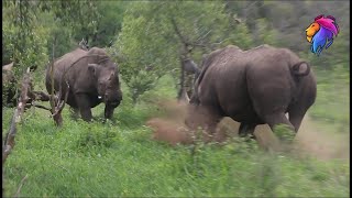 Sounds That Rhino Makes  Kruger Park Sightings  Amazing Animals [upl. by Ahsoyek]