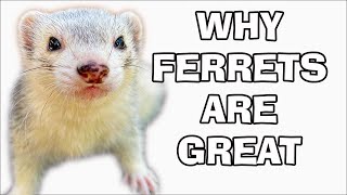 Why Ferrets Make Great Pets [upl. by Oesile]