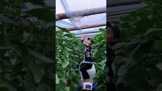 Greenhouse Film Uncovered for Watering [upl. by Tarra8]