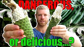 Can You Eat This DANGEROUS Fruit  Monstera Deliciosa Fruit Salad Plant Tasting [upl. by Koffler418]