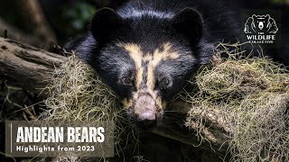 Andean Bears 2023 [upl. by Ahsiekel]