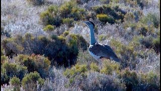 Australian Bustard Encounter [upl. by Meldon819]