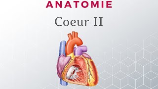 Anatomie du Coeur  Configuration Interne [upl. by Ellirpa]