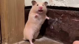 Shocked hamster makes a noise [upl. by Carolann]