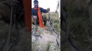 Four Venomous Black Cobra Snakes Found in the Forest🐍 [upl. by Lipman]