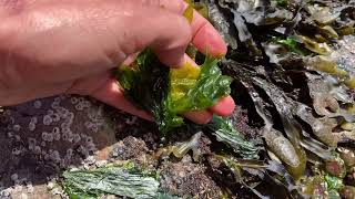 How to harvest seaweed in the Pacific Northwest [upl. by Neenej]