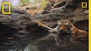 Tiger Eye Up Close and Personal  National Geographic [upl. by Airetas]