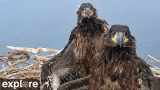 West End Bald Eagle Cam powered by EXPLOREorg [upl. by Kered456]