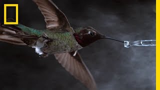 See Hummingbirds Fly Shake Drink in Amazing Slow Motion  National Geographic [upl. by Ellehcem]