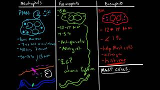 Immunology  Granulocytes Function Neutrophils Basophils Eosinophils [upl. by Neryt]