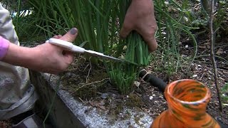 Garden Tip Harvesting Chives [upl. by Kelleher]