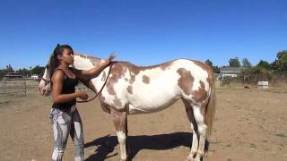 How to Mount a Horse Bareback [upl. by Eilliw]