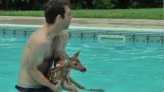 Baby Deer trapped in Pool [upl. by Orly]