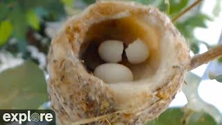 Humming Bird Eggs Hatching  Bella Hummingbird [upl. by Airahcaz]