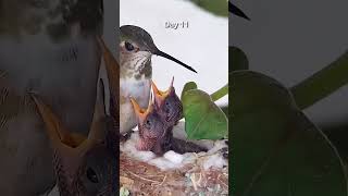 Hummingbirds From Egg to Fledge in 1 Minute [upl. by Gildea394]