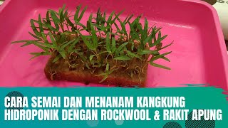 Cara Semai dan Pindah Tanam Kangkung Hidroponik Media Tanam Rockwool [upl. by Ycnay]