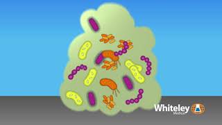 Biofilm Formation  Whiteley Medical [upl. by Barby]