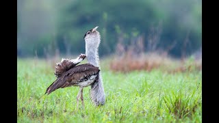 Australian Bustard Displaying HD [upl. by Papke]