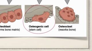 Bone Cells [upl. by Airitac]