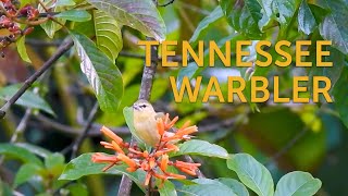 Tennessee Warbler [upl. by Peltier]