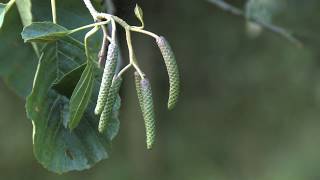 Catkins on Alder branch Alnus glutinosa male and female flowers [upl. by Eizzo]