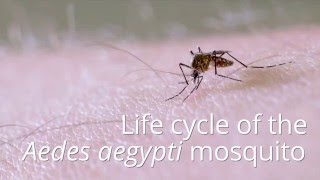 Life cycle of the mosquito Aedes aegypti [upl. by Refanej]